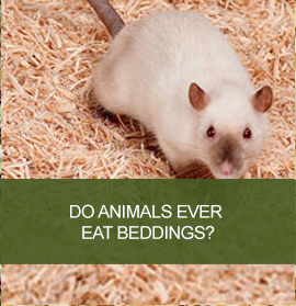 Eat Bedding FAQ